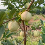 Red Diamond Guava