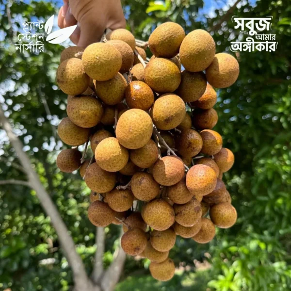 Kohala Longan