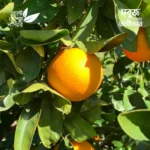 Belladonna Orange