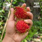 Schoolboy Rambutan