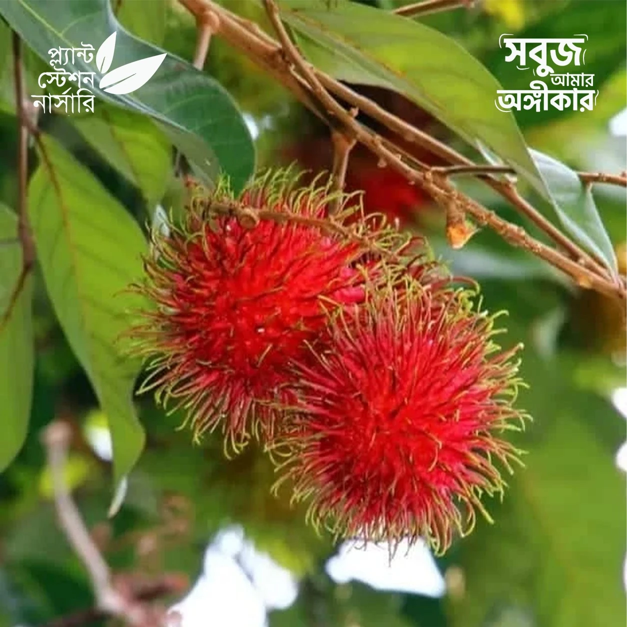 1 Rambutan N18 - Image 1