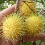 Rambutan E35