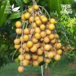 Biew Kiew Longan