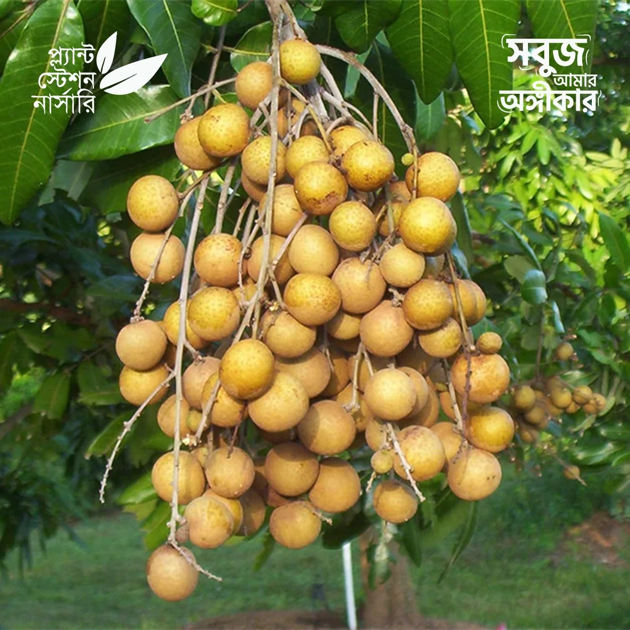 1 Biew Kiew Longan - Image 1