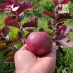 Black Diamond Guava