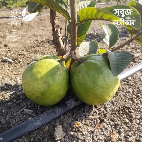 Taiwan Pink Guava