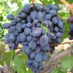 Black Magic Grape