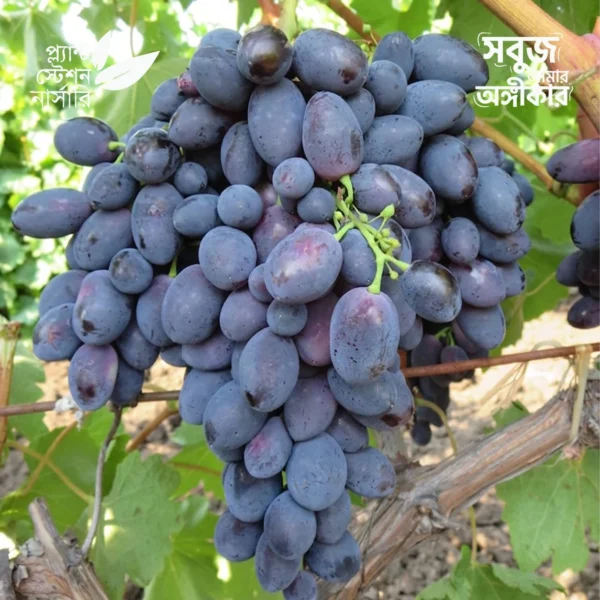 Black Magic Grape
