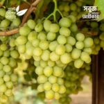 Autumn Crisp Grape
