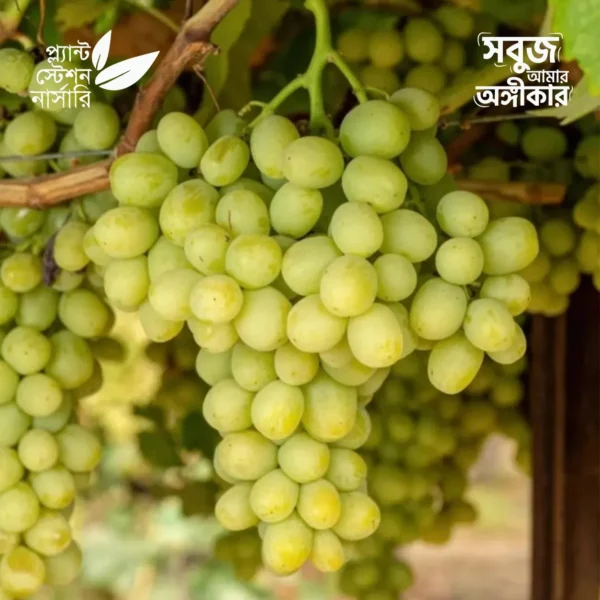 Autumn Crisp Grape