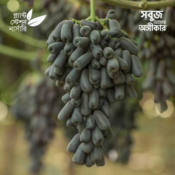 Sweet Sapphire Grape