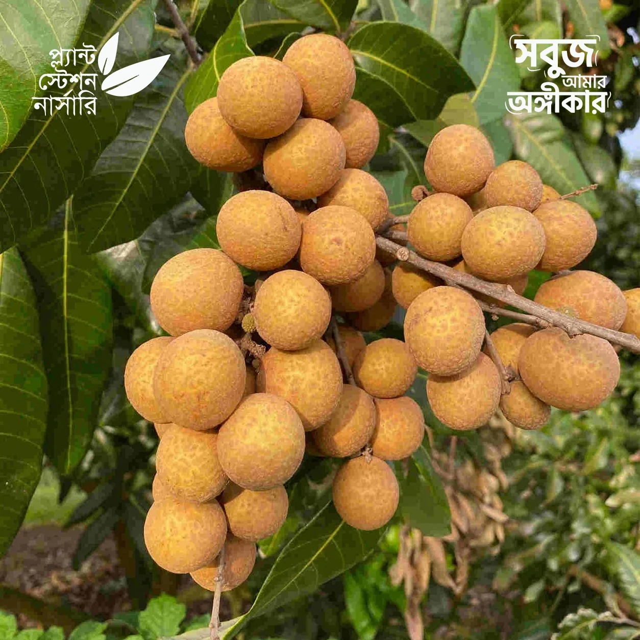 1 Sri Chompoo Longan - Image 1