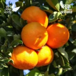 Kishu Mandarin