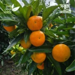 Satsuma Mandarin