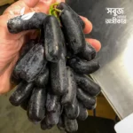 Premium Bare-Root Sweet Sapphire Grape