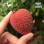 Sweet Heard Lychee
