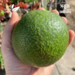 Reed Avocado