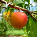 Golden Japan Plum
