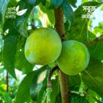Green Gage Plum
