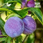 Santa Rosa Plum