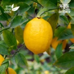 Meyer Lemon