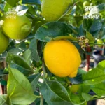 Lisbon Lemon