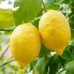 Eureka Lemon