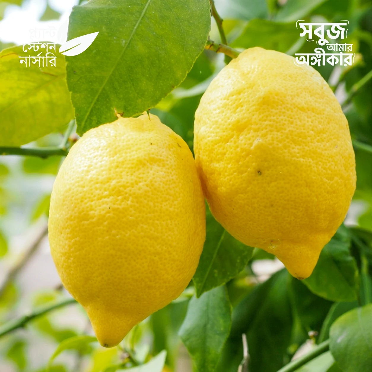1 Eureka Lemon - Image 1