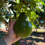 Avozilla Avocado