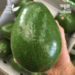 Choquette Avocado