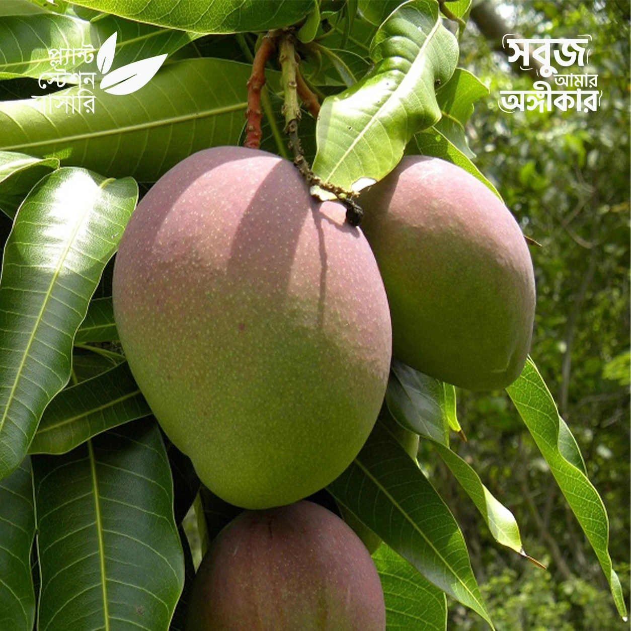 1 Kent Mango - Image 1