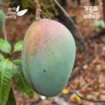 Keitt Mango