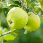 Granny Smith Apple
