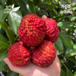 Erdon Lee Lychee
