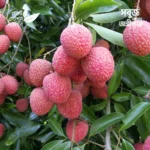 Hakip Lychee