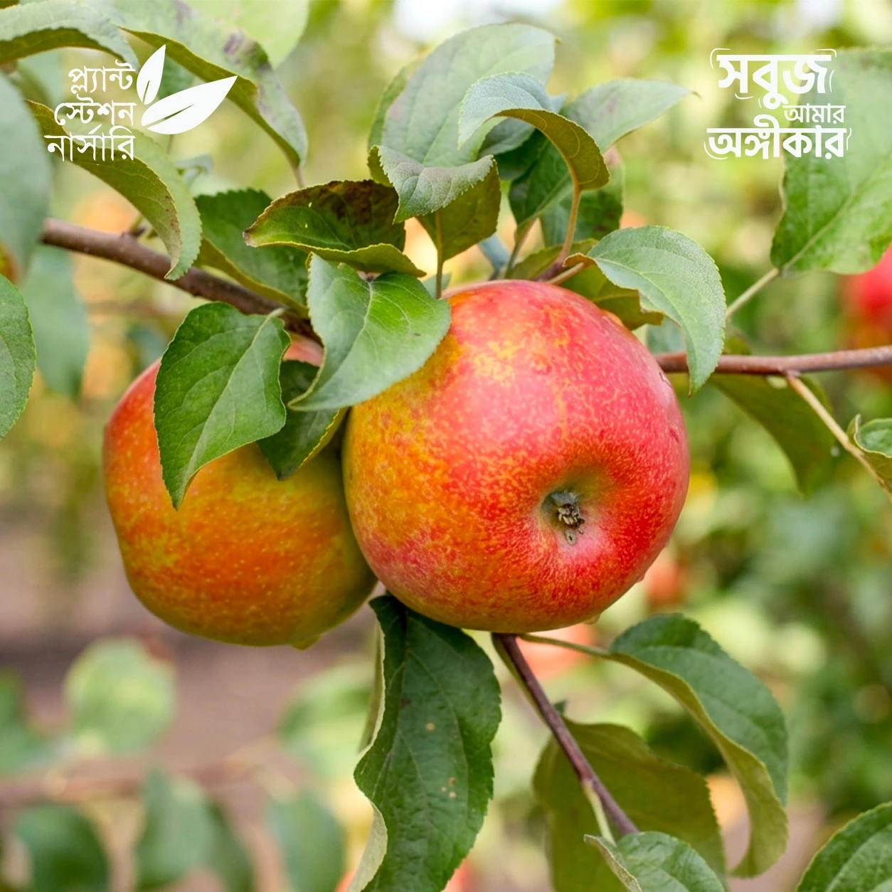2 Honeycrisp Apple - Image 1