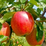 Gala Apple